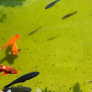 Meet your Posher, Ivana